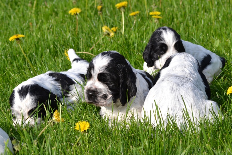 Vrh H a CH 06- Chiko, Charlie,Cessy Chris.JPG